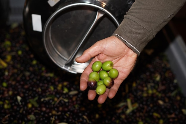 Genuine olive oil mill production