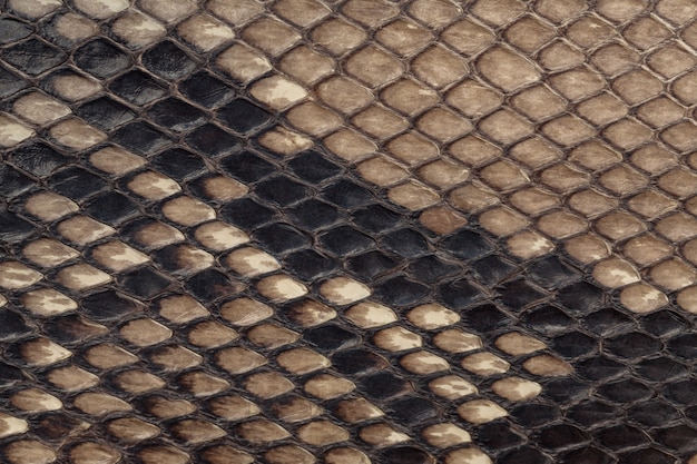 Genuine snakeskin, Leather texture background, Closeup ,