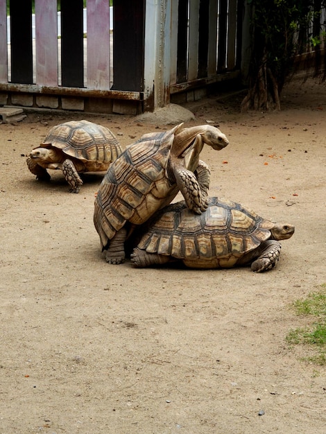 동물 농장에서 사육되는 Geochelone sulcata