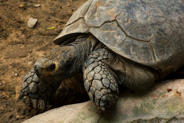 동물원에있는 Geochelone sulcata