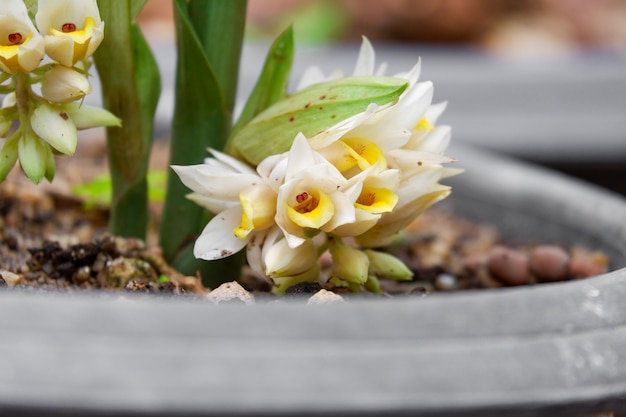 Geodorum attenuatum orchid flower in nature