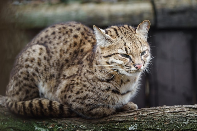 Geoffroys cat