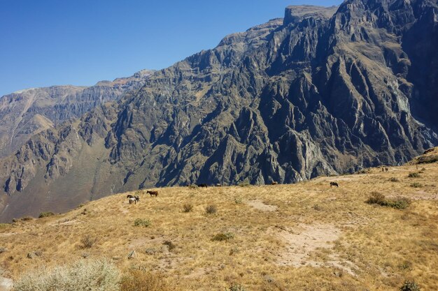 geografische breuk in de vallei van 'Canyon del Colca' Beroemde toeristische site in Arequipa Peruaanse Andes