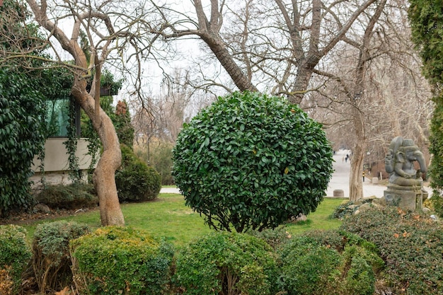Geometric landscaping shrub Chewing hedge