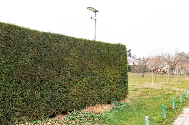 Geometric landscaping shrub chewing hedge