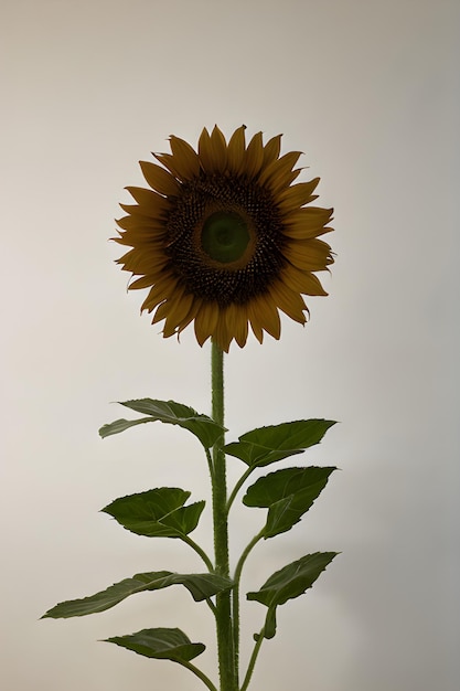 Photo geometric sunflower