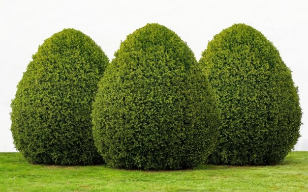 Photo geometry shape bushes isolated on white