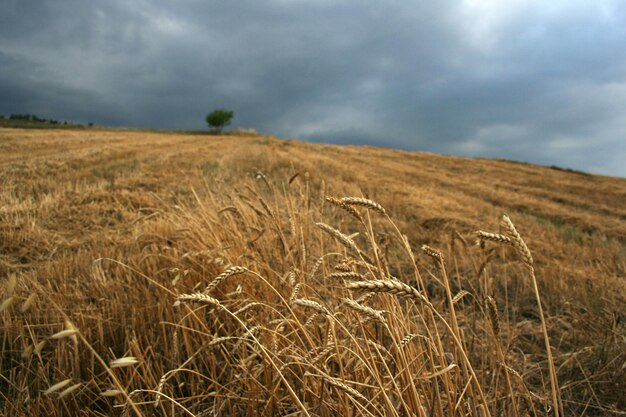 Geoogst tarweveld en korenaren