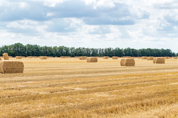 Geoogst tarweveld, met hooibergen strobalen rechthoekige vorm