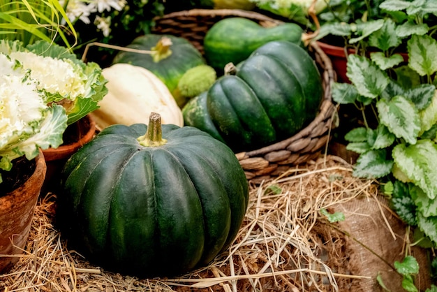 Geoogste groene pompoenen op de boerenmarkt op de herfstmarkt