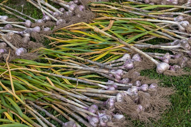 Geoogste knoflook op het gras tijdens het drogen in de zon