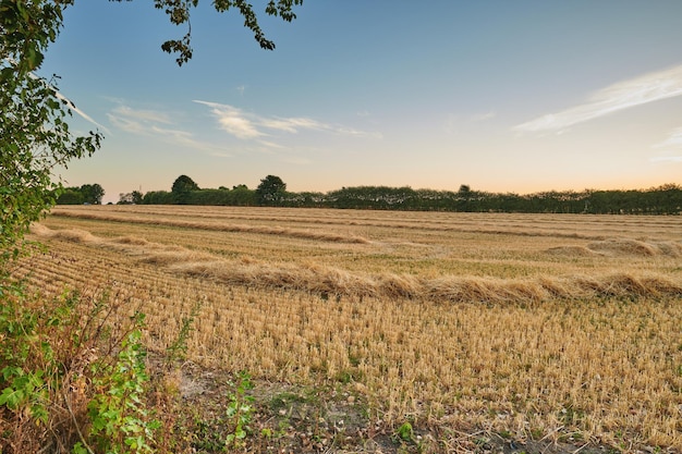 Geoogste rijen tarwe en hooi in een open veld tegen een blauwe hemelachtergrond met kopieerruimte Gesneden stengels en stro van droge gerst en graan geteeld op een boerderij op het platteland voor landbouw