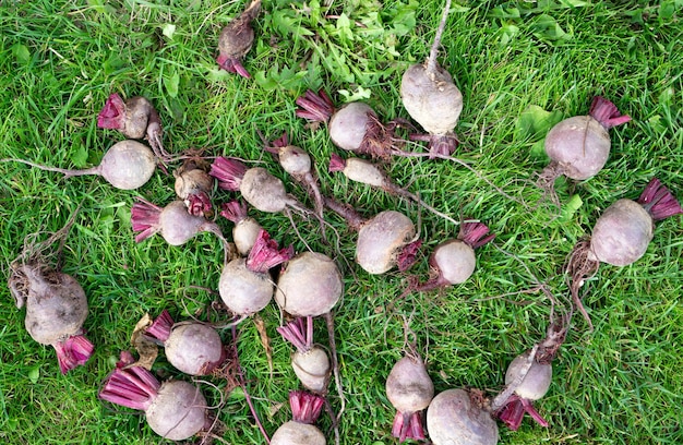 Geoogste rode bieten op het gras Verse biologische biet uit de tuin