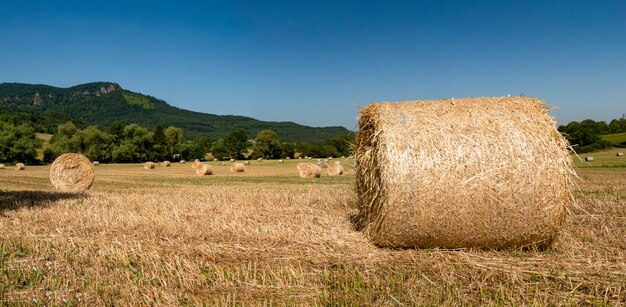 Geoogste veld met strobalen in de zomer