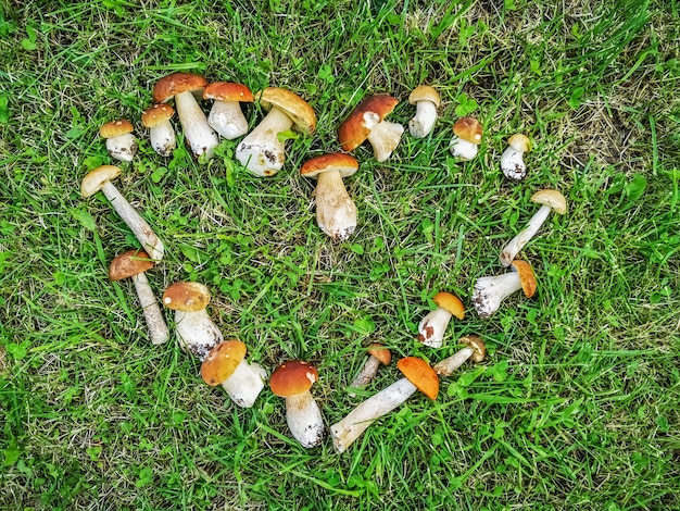 Geoogste witte bospaddenstoelen liggen op het groene gras in de vorm van een hart.