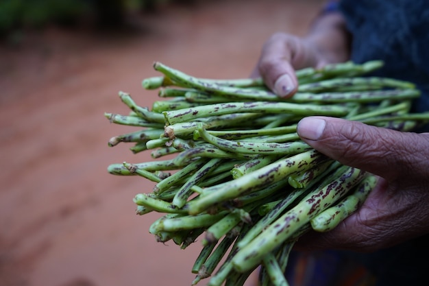 Geoogste Yardlong Bean in handen van een boer