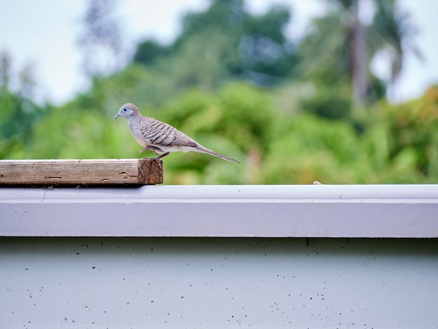 Geopelia striata in de tuin.