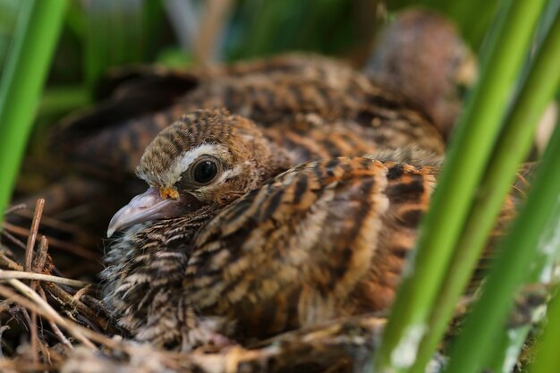 Photo geopelia striatazebra dove in the nest