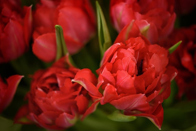 Geopende tulpenknop close-up soft focus