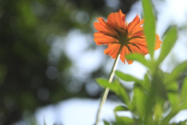 Georgeous Orange Cosmos Flower with Blur Background