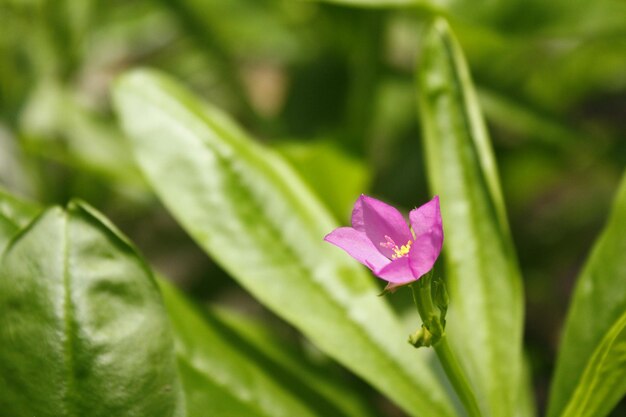 Georgeous Pink Talinum Flowers