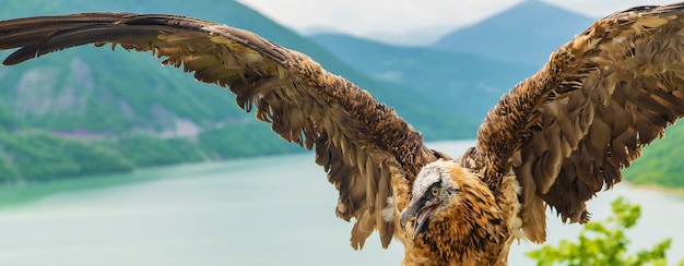 Georgia Eagle on a of mountains. 