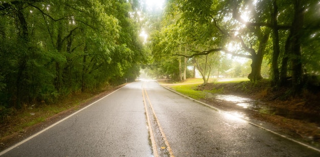 Georgia Farm Road Through Low Hanging Trees in the Rain