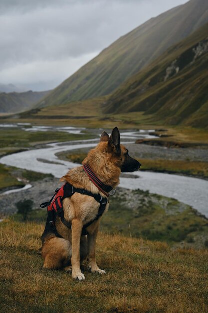 Georgia Truso Valley mountains German Shepherd dog is on a hike the stormy mountain river Terek