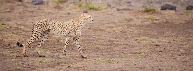 A gepard in the savannah of Kenya