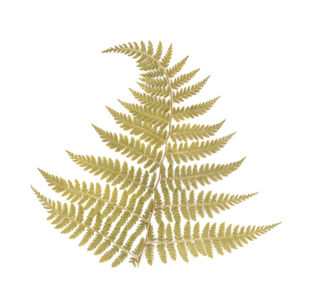 Geperst gedroogd Fern Leaf