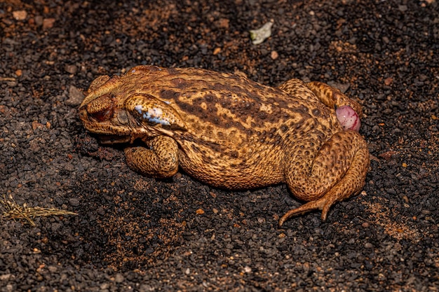 Geplette volwassen Cururu-pad van de soort Rhinella diptieka