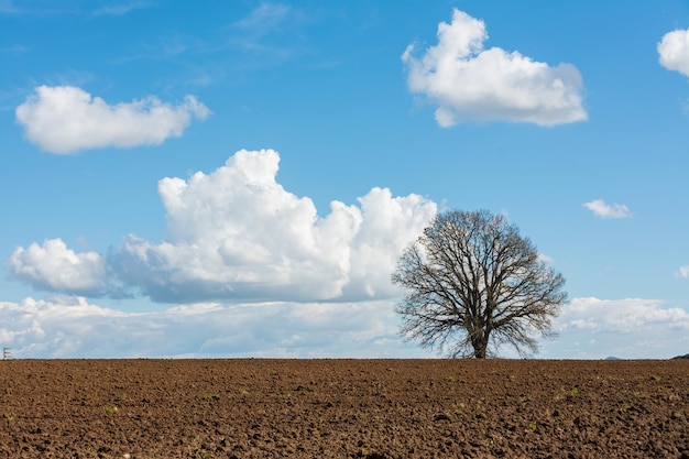 Geploegd veld met bladloze boom in de winter