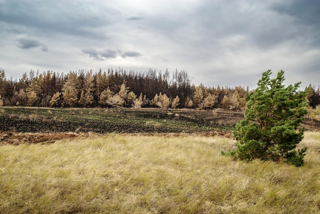 Geploegde rand van een verbrand bos. regio orenburg, rusland