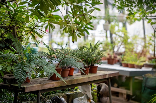 Foto gepotte spruiten van varens staan op tafel nadat ze door een tuinier in een botanische oranjerie-kas zijn hergeplant