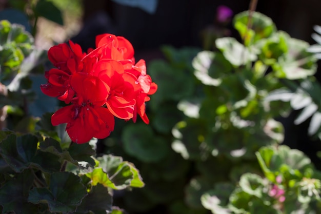 Geranium bloemen en bladeren op groene achtergrond in zonlicht