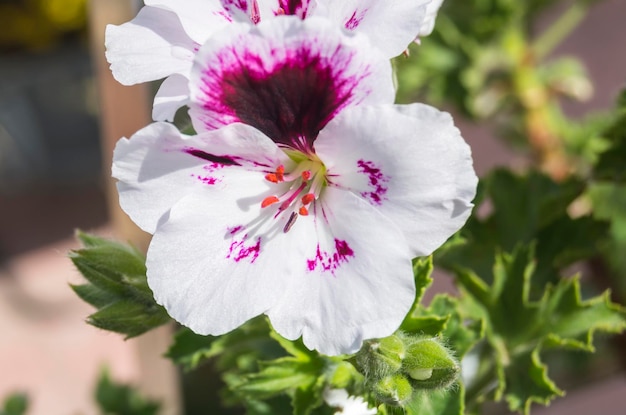 Geranium bloemen Pelargonium