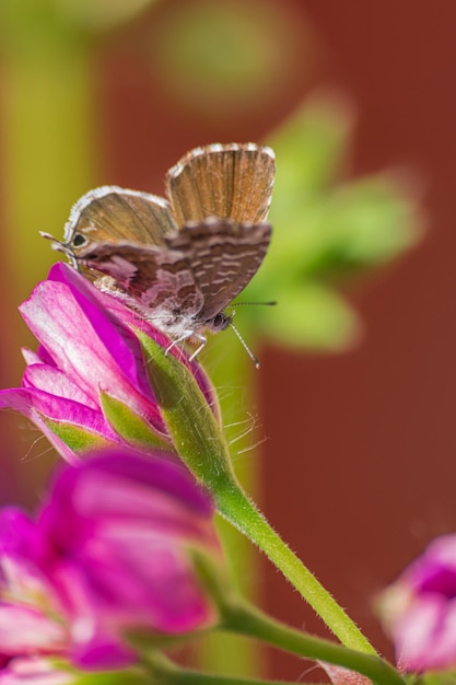 Farfalla in bronzo geranio