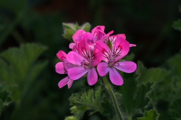 Geranium butterfly flower close up