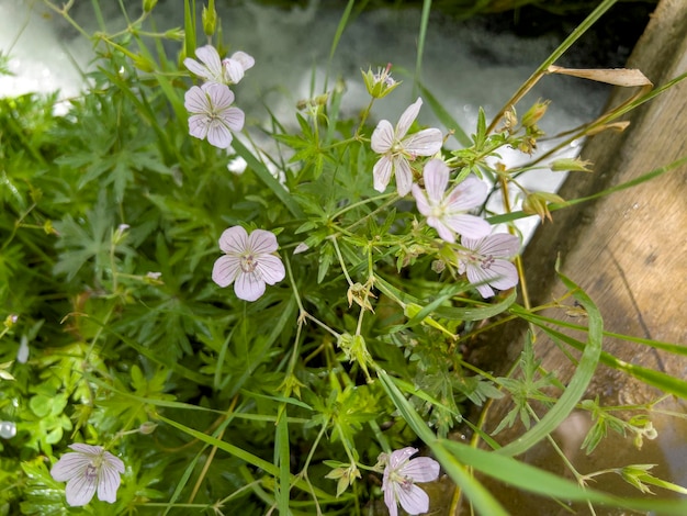 Geranium collinum은 Geraniaceae 계통의 허브 종입니다.