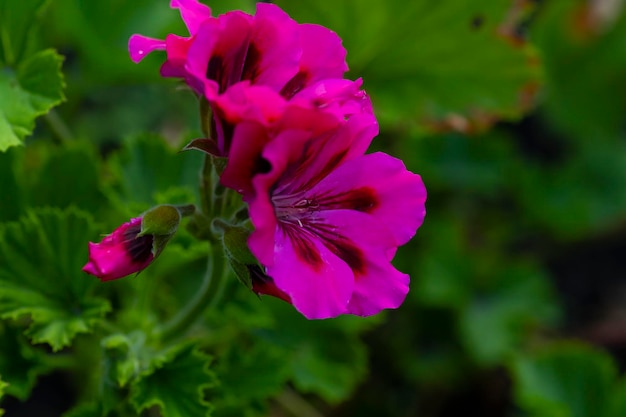 Geranium flower Beautiful bright geranium Gazelle flower