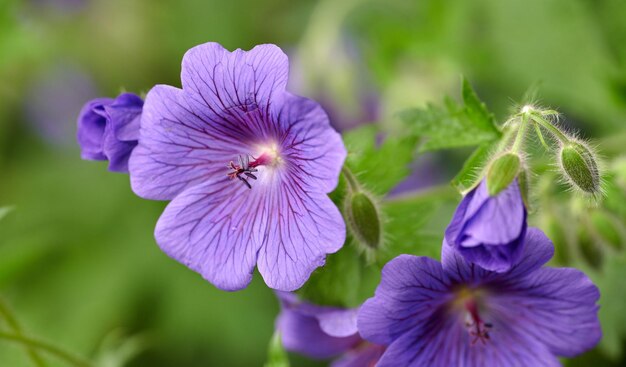 Geranium flowers flower growing in a garden in summer Beautiful flowering plants blooming in a lush green park Pretty flora blossom and sprout in a meadow in the countryside during spring