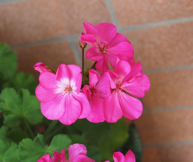 Photo geranium (geraniales) plant pink flower