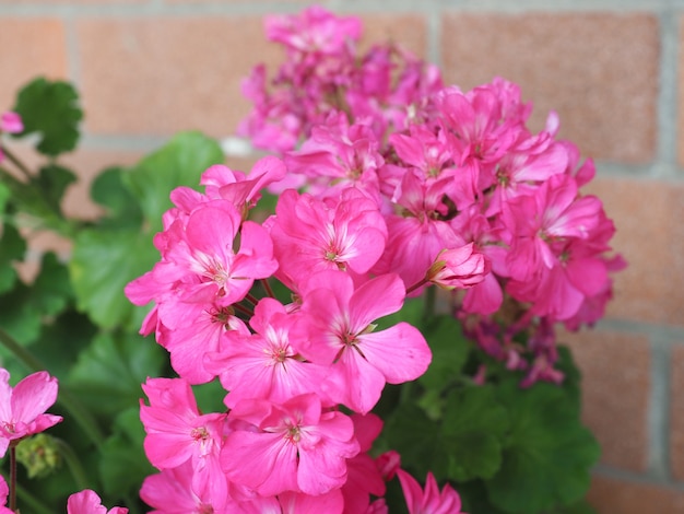 Geranium (Geraniales) plant pink flower