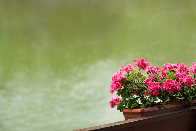 Geranium in een bloempot op een wazige achtergrond van water in een vijver