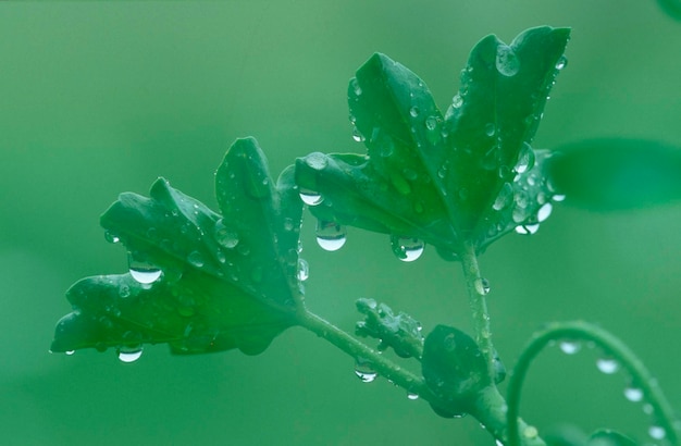 Листья гераниума с каплями дождя