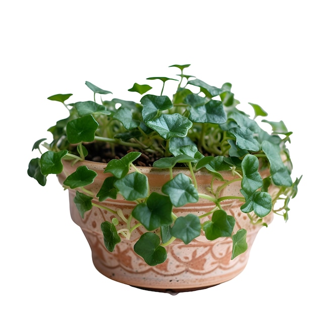 Geranium microgreens in a clay pot isolated on white background