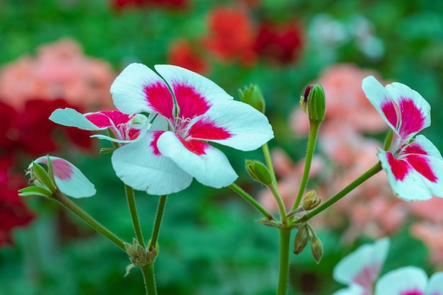 Geranium Pelargonium Flowers Blooming in The Garden, Thailand.