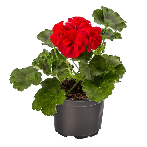 제라늄 또는 pelargonium 꽃