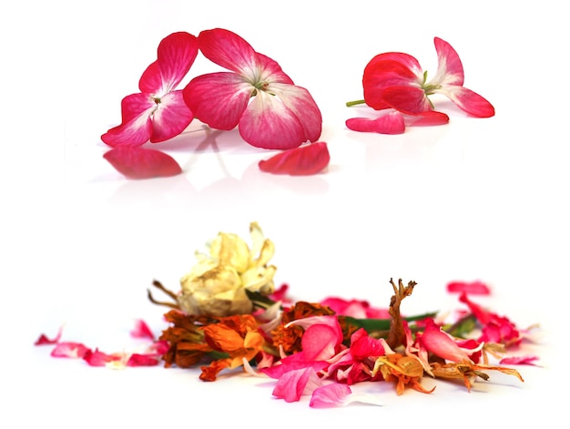 Geranium petunia dry delicate flowers leaves and petals of pressed iris rose marigolds Aquilegia pelargonium isolated on white background scrapbook