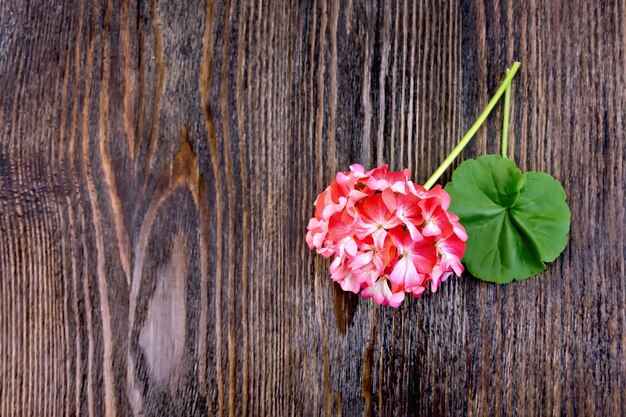 Geranium pink with leaf on the background of the wooden planks on top